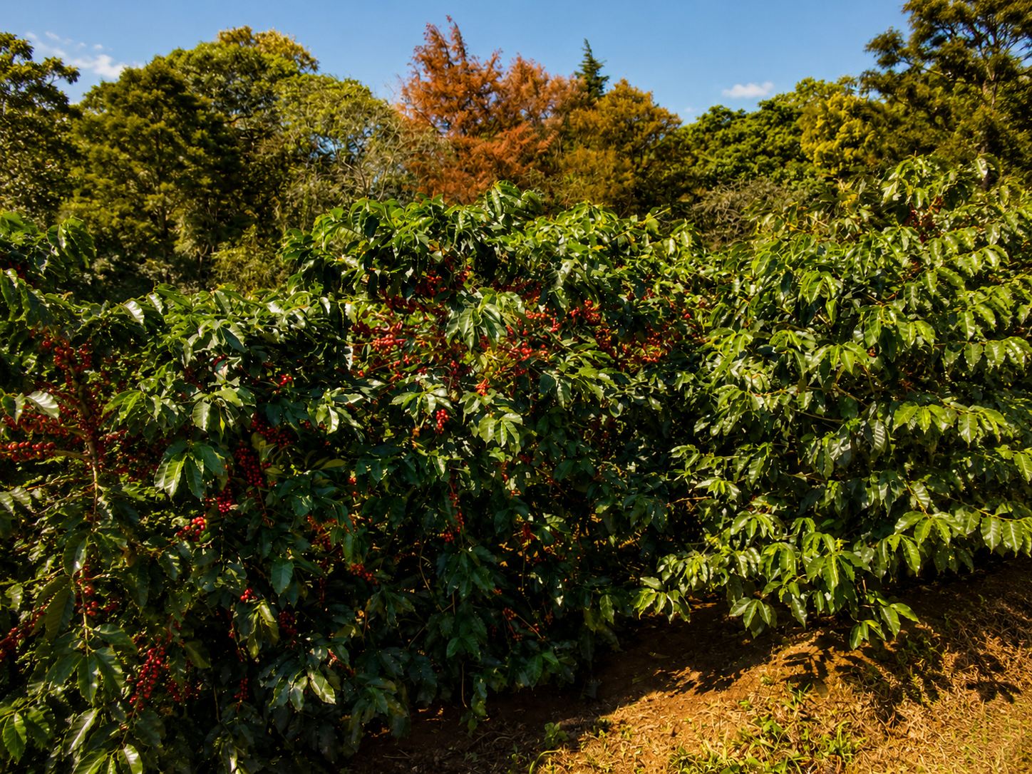Cafetos cargados de cerezas maduras listas para cosechar